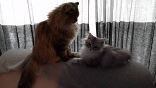 Siberian cat and kitten washing and playing by Melanie Ratha 1,365 views 8 years ago 1 minute, 48 seconds