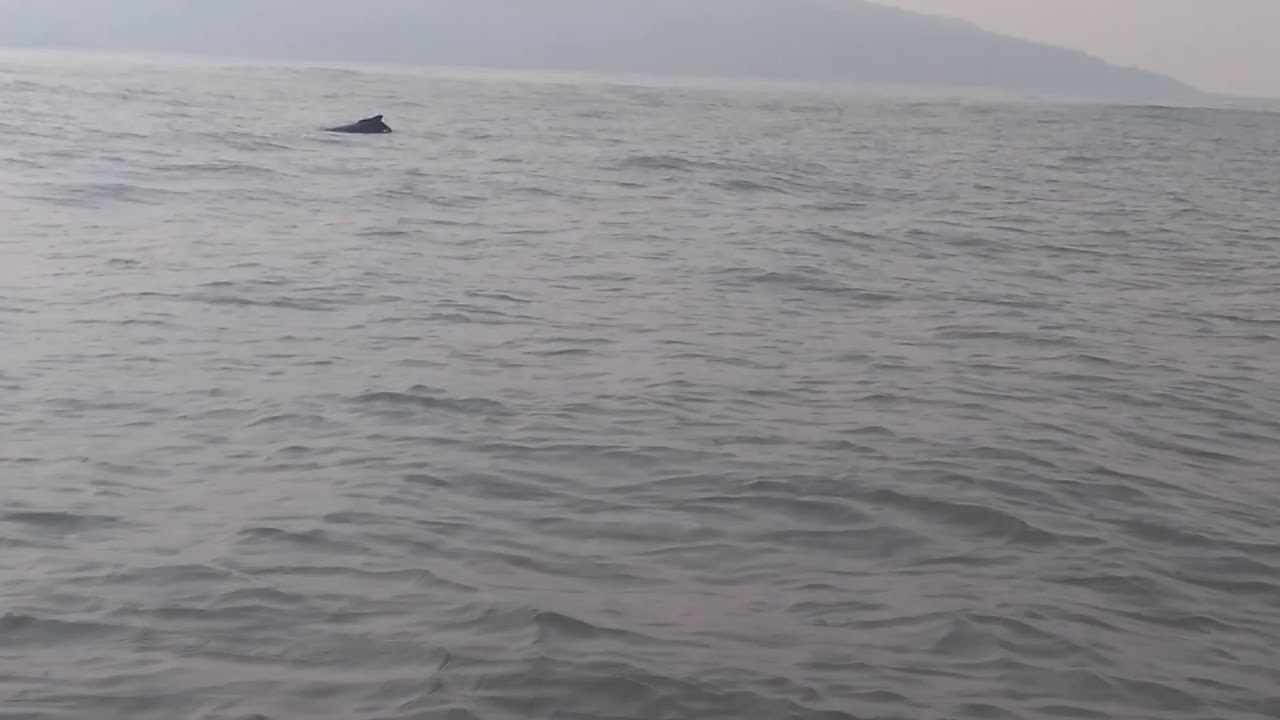 Dolphin at Ladghar beach Dapoli