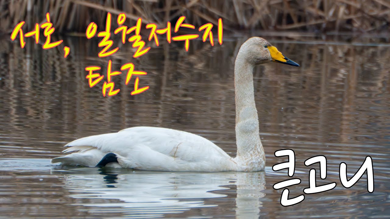 수원시, 서호(축만제) & 일월저수지 탐조