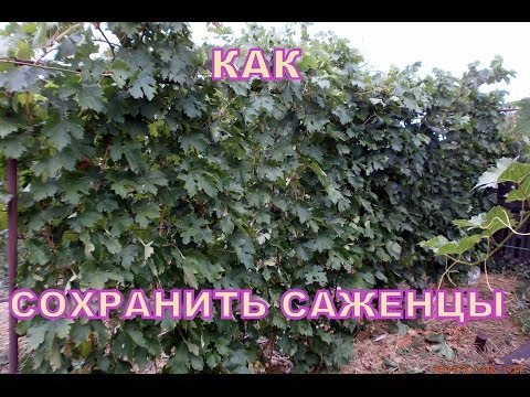 ВИНОГРАД КАК СОХРАНИТЬ САЖЕНЦЫ