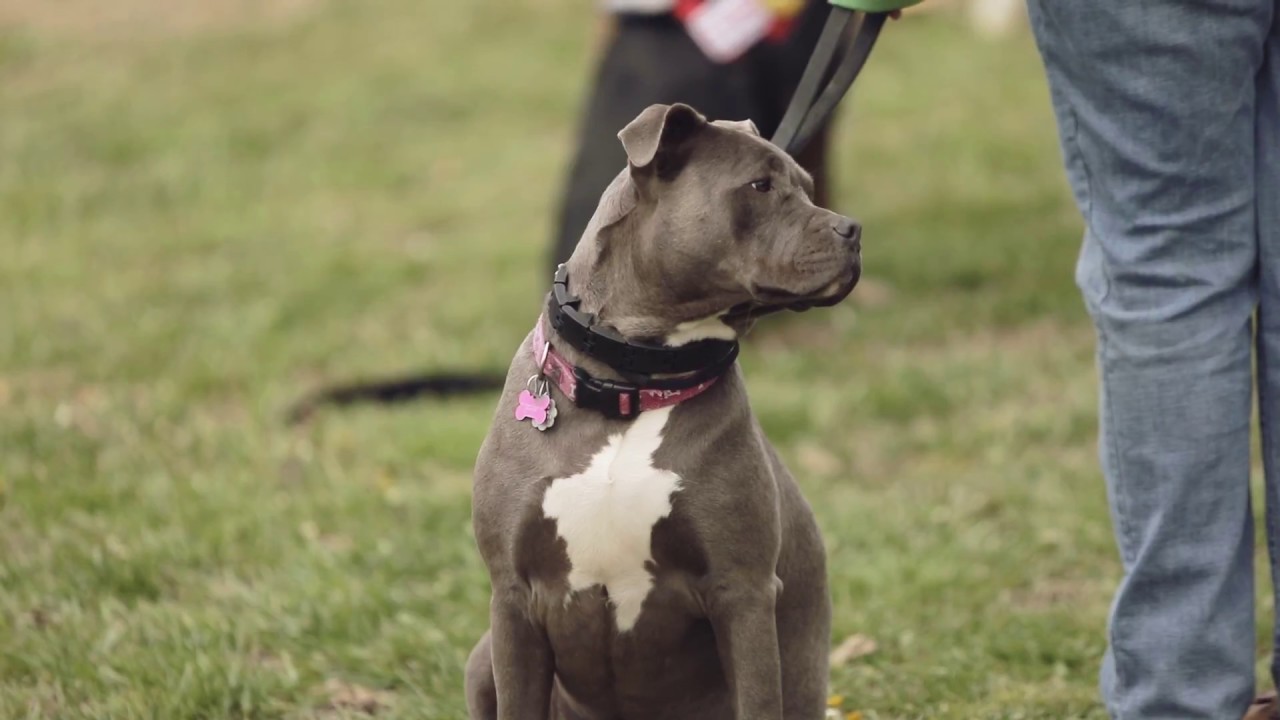 Working Dogs for Vets Bill YouTube