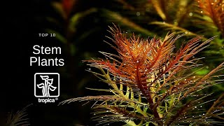 Top 10 Beautiful Aquarium Stem Plants