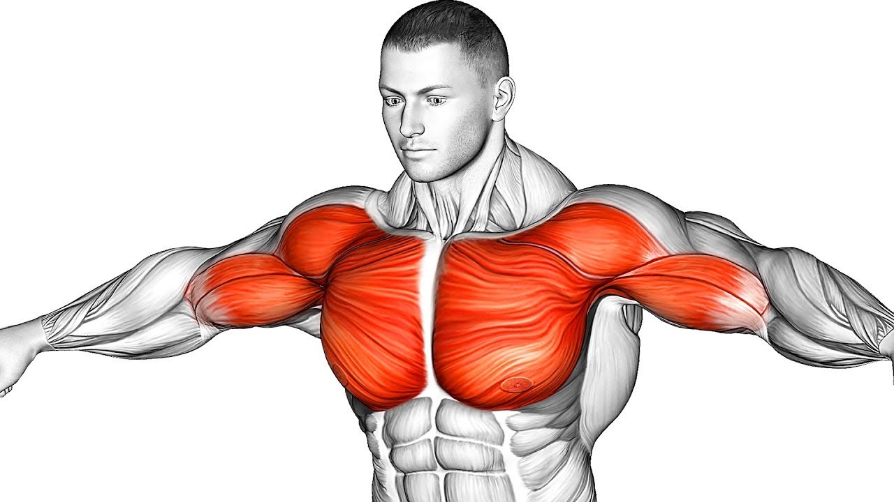 No Gym Required: The BEST Exercises For a BIG Chest Without Weights ...