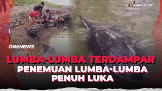 Download Lagu Viral! Warga Temukan Lumba Lumba Penuh Luka Terdampar di Pantai | OneNews Update MP3