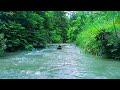 Peaceful Forest River Stream | 24/7 ASMR Nature Sounds for Sleep & Focus