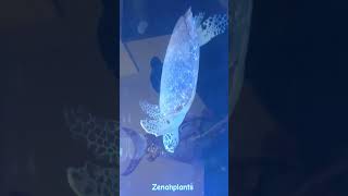 السلحفاة البحرية عن قرب @zenahplants #shortsvideo #nature #viral #sea #turtle