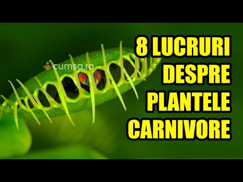 Video: Plante carnivore: tipuri, nume, fapte interesante