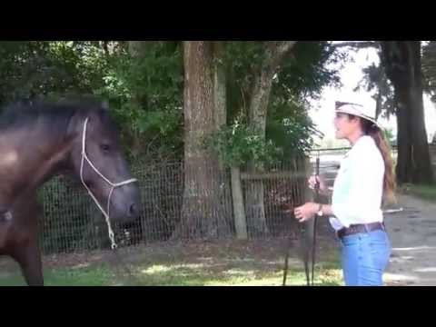 How to Train a Spooky and Unpredictable Horse, Part I