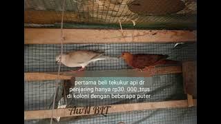 persilangan tekukur api vs puter pelung betina, pencetak cuhu f1.