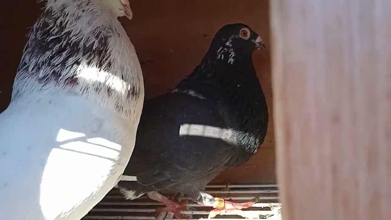 #palomosbuchones #colombicultura