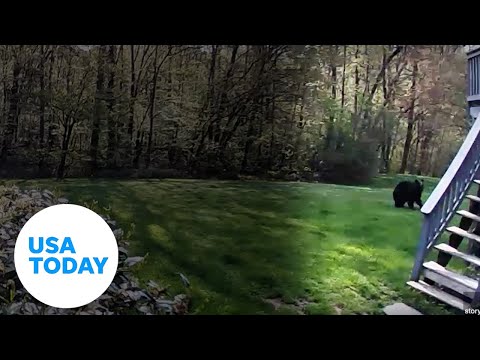 Barking dog darts to the house after bear chases her down in backyard | USA TODAY