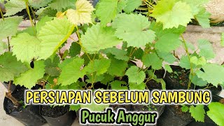 100% ILMU‼️Persiapan Sebelum Sambung Pucuk Anggur