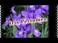 15 Great Iris Perfumes | Perfumes for Her | Perfume Collection 2021