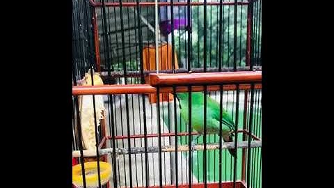 Cucak ijo vs jalak suren