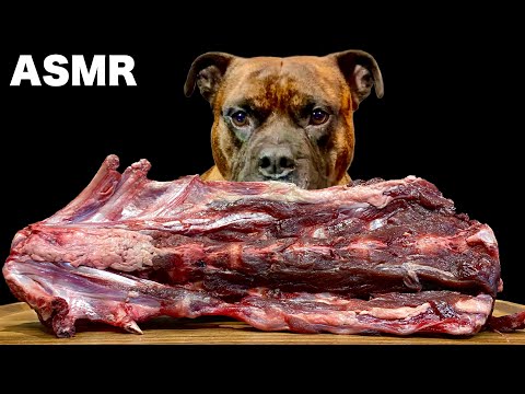【大食い犬ASMR】超巨大鹿の骨付き肉をガリガリ噛み砕く愛犬が衝撃すぎたwww
