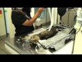 Cat with broken jaw anesthesia and treatment