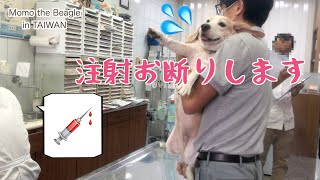 Momo the beagle doesn't like Veterinary clinic!