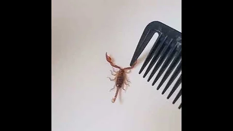 Скорпион в Сочи