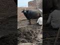 Buffalo milking video Ishq Da Saagar #cowfarming #cowmilking #cattleworld #cow