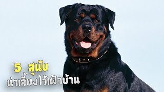 5 สายพันธุ์ สุนัขน่าเลี้ยงไว้เฝ้าบ้าน