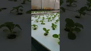 hydroponics #agriculture
