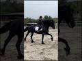 I LOVE Freisian horses!😍#forupage #equestrianjourney #equestrian #viral #horse #horseriding