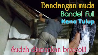 Menangkap Bandangan Muda Bandel Full dengan Tulup