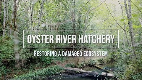 Oyster River Hatchery: "We