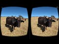 Vacas en realidad virtual Episodio #2