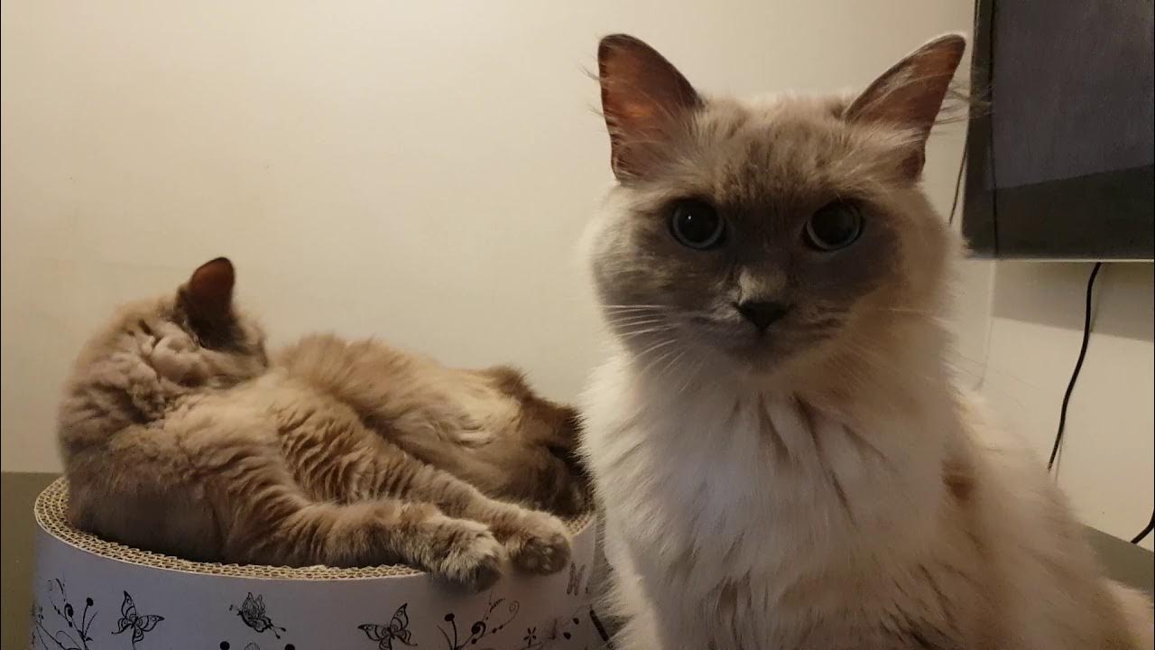 cat nip pregnant giving birth real soon kitty love catnip please subscribe YouTube