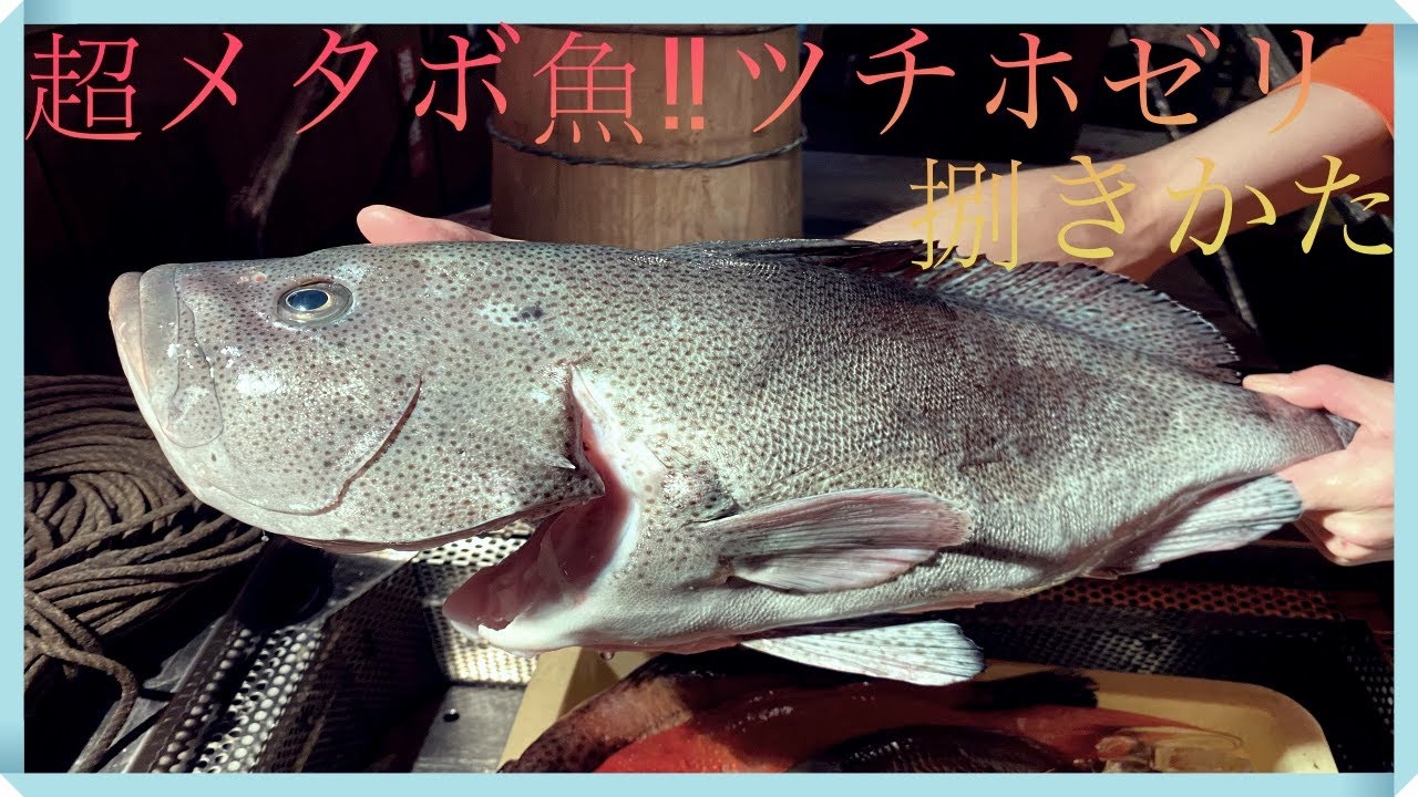 幻の魚 タカバーミーバイ 刺身 寿司 握り Youtube