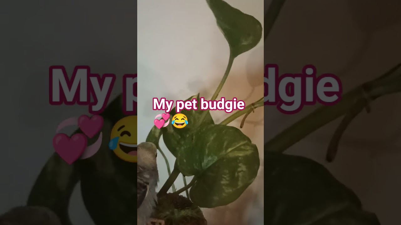 My pet budgie 🦜 sitting on #money#plant 🥰🥳