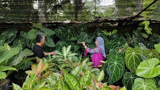 Belanja Tanaman Hias Untuk Mengganti Pagar Depan