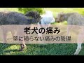 【老犬の痛み】薬に頼らない痛みの管理 Holistic Pain Management for Older Dogs
