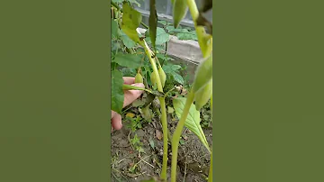 #недотрога бальзаминовая #растения #цветы
