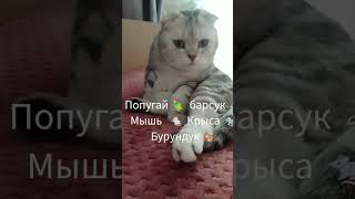 попугай, Барсук, мышь, Крыса, бурундук.