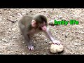 【SNOW MONKEYS】172 ( baby’s daily life) jigokudani monkey park snowmonkey Tokkuri baby monkey newborn