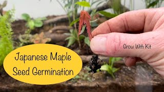 Growing Japanese Maples from Seed | Paper Towel Method