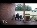 Curious Cows Show Up at Man’s Front Door! | RingTV image