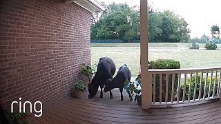 Curious Cows Show Up at Man’s Front Door! | RingTV image