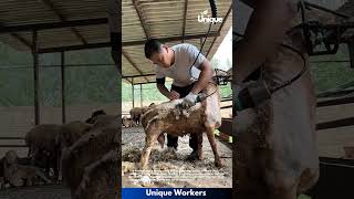 Full Fleece Removal — NO Filter, NO Mercy