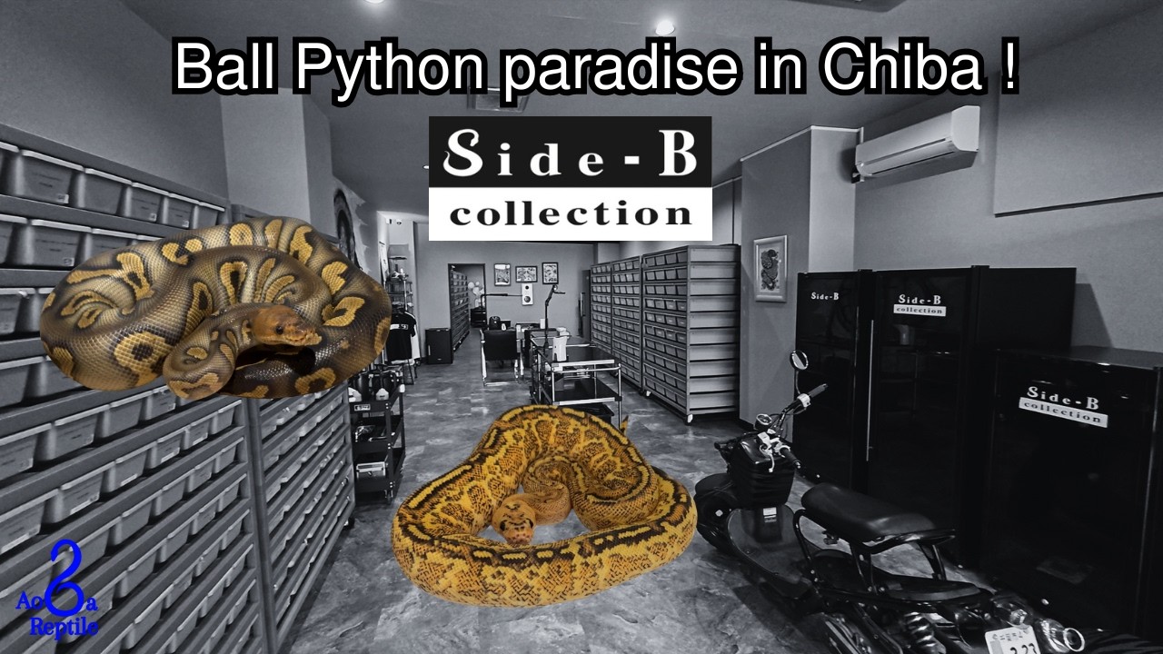 TOP 5 BALL PYTHON AT  @Side-B Collection