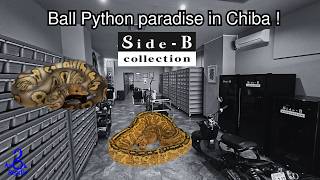 TOP 5 BALL PYTHON AT  @Side-BCollection