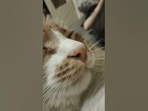 мистер фреш на минималках - YouTube
