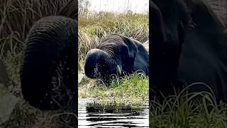 The tusker looks directly at us as he relaxes in his pool at Okavango Delta #botswana
