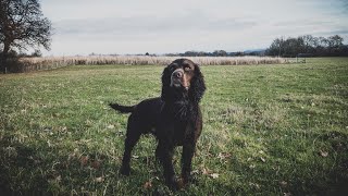 Pheasant Shooting - A Great Day With The Beating Team