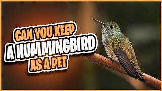 Can You Keep Hummingbirds as a Pet?