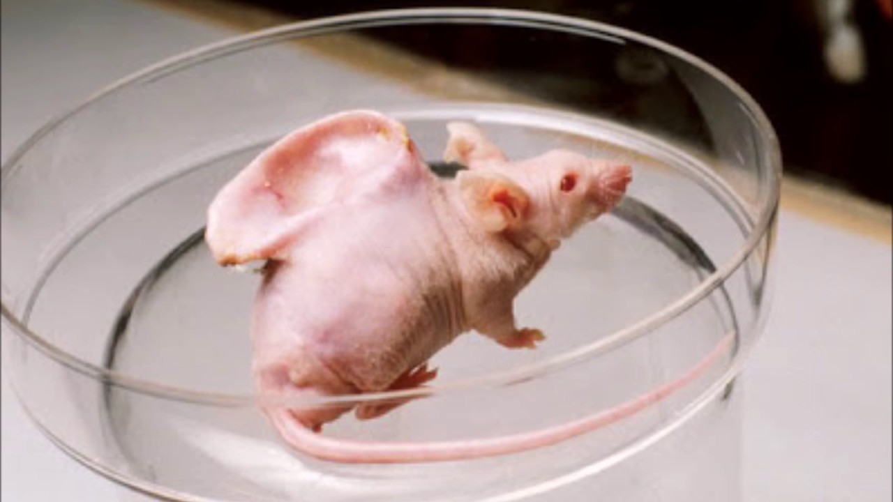 Ear Growing On A Rat