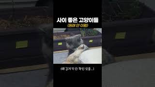 우리집 냥이들… 사랑이 넘친다💞 #고양이 #고양이브이로그 #고양이일상