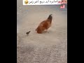 كتكوت شجاع يتصارع مع ديك كبير Brave Chick لايك للفيديو أشتراك